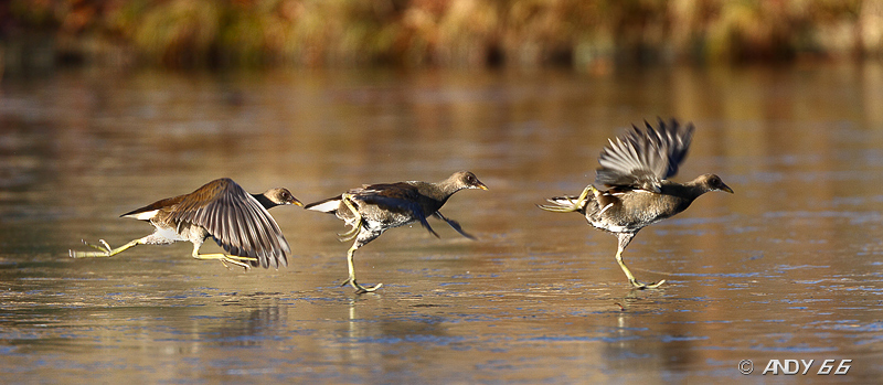 Gallinella in corsa (sequenza)